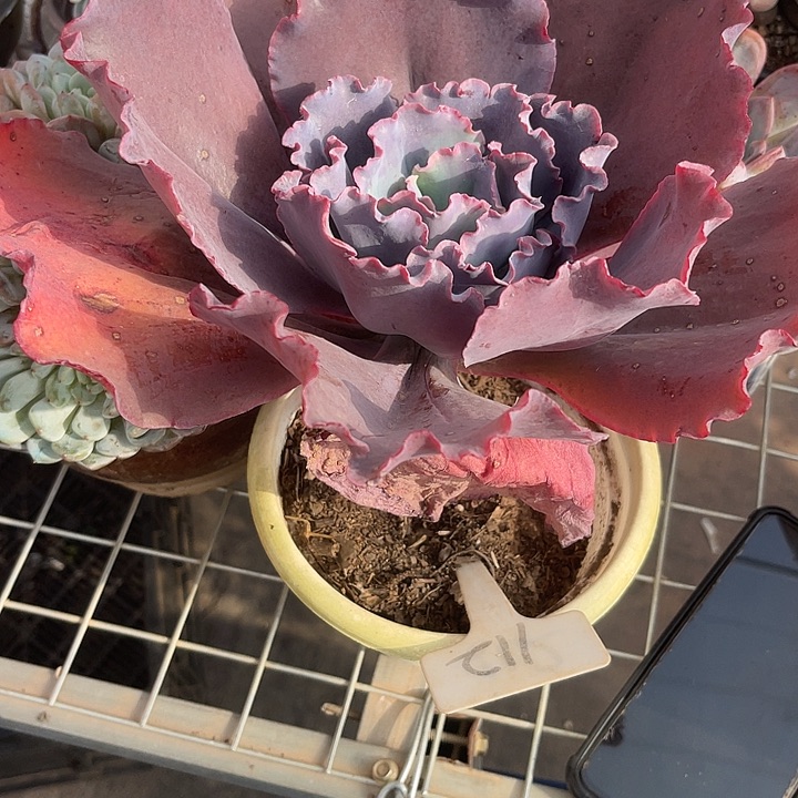 三***)两单包邮，一物一拍，112