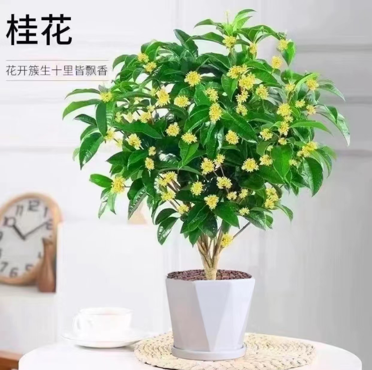 a四季桂花盆栽花开带香味室内植物阳台福建花卉庭院花期超长