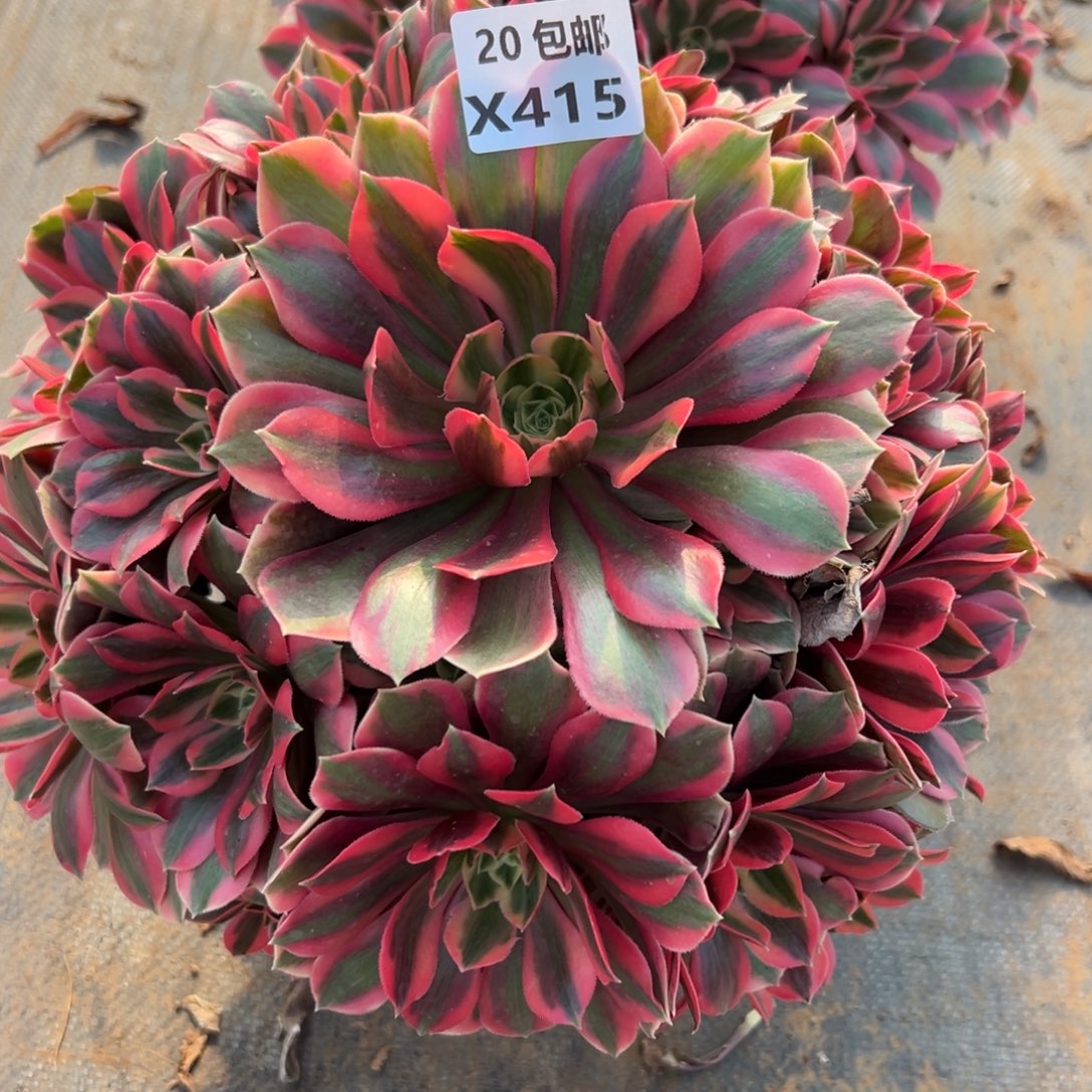 415女妖，满20包邮