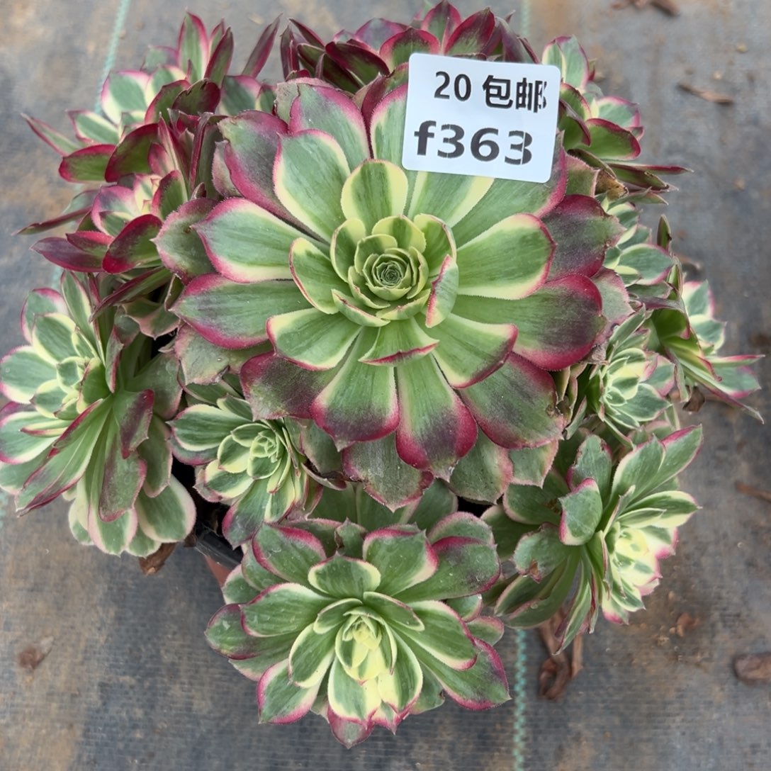 363粉体海王，满20包邮嘟叮熊