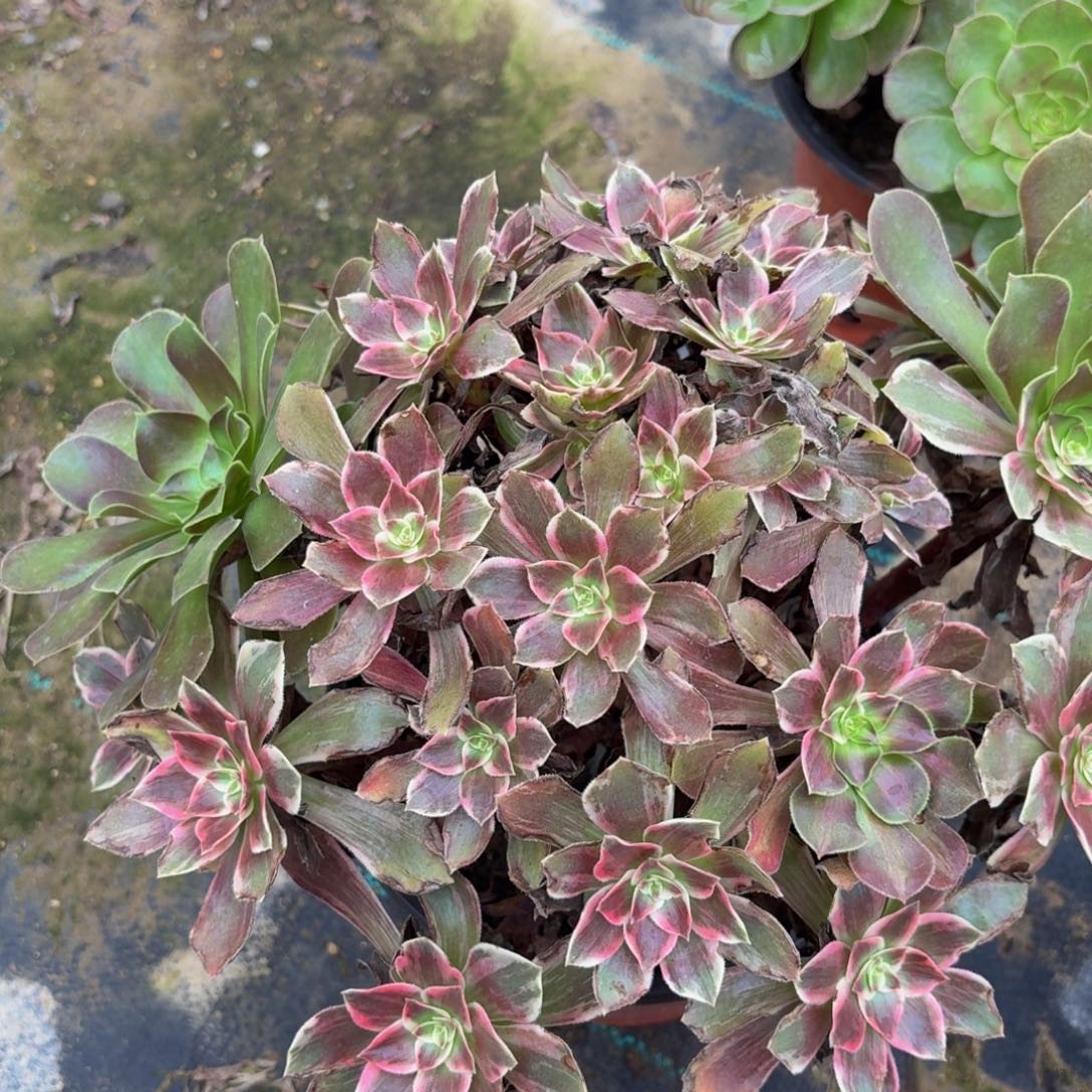 373多肉植物捧花的时候