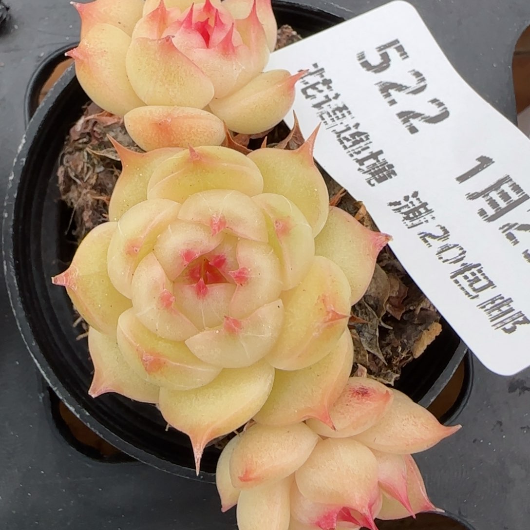 花语逸镜0129-522