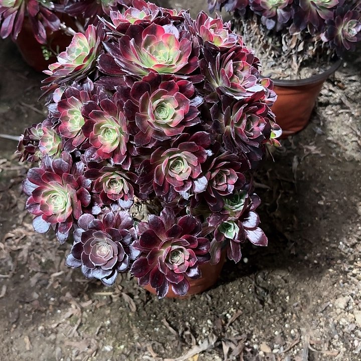 多肉植物法师安娜64