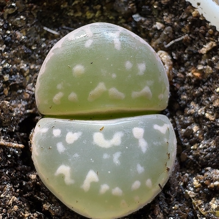 生石花11111。 果冻窗。  230