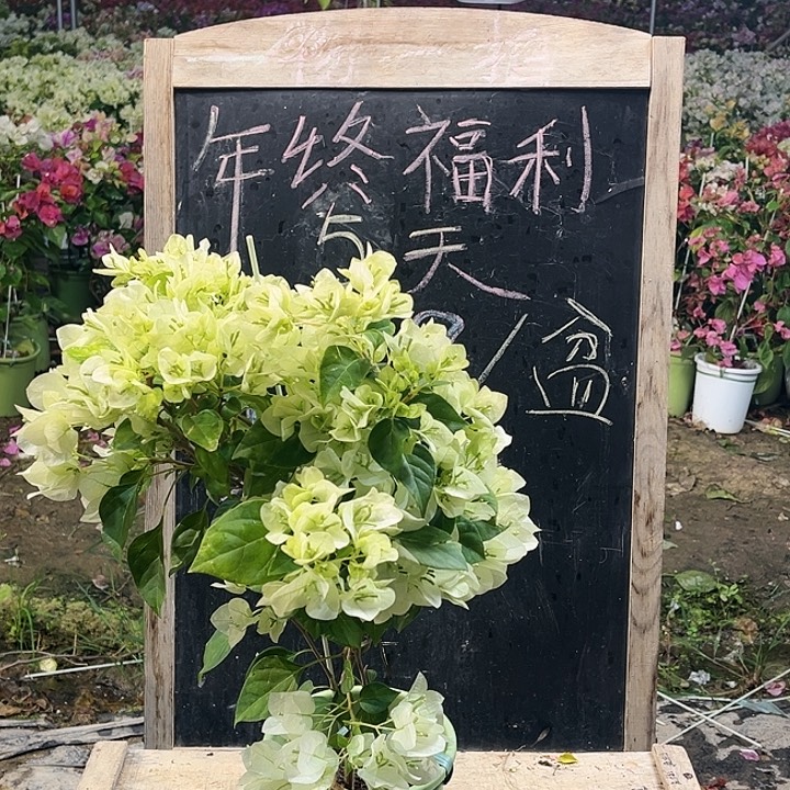 完全开放三角梅暗斑青苹果