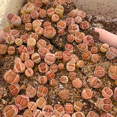 20423团团圆圆呀