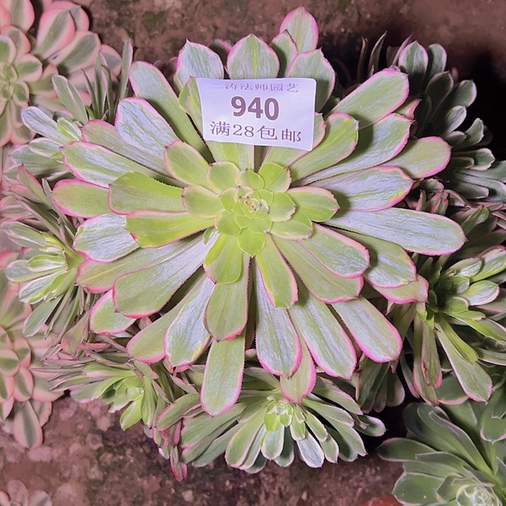 940花脸粉黛多肉老桩