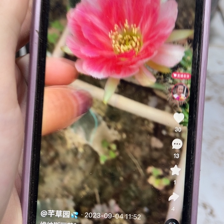 嫁接维纳丝丽花一个