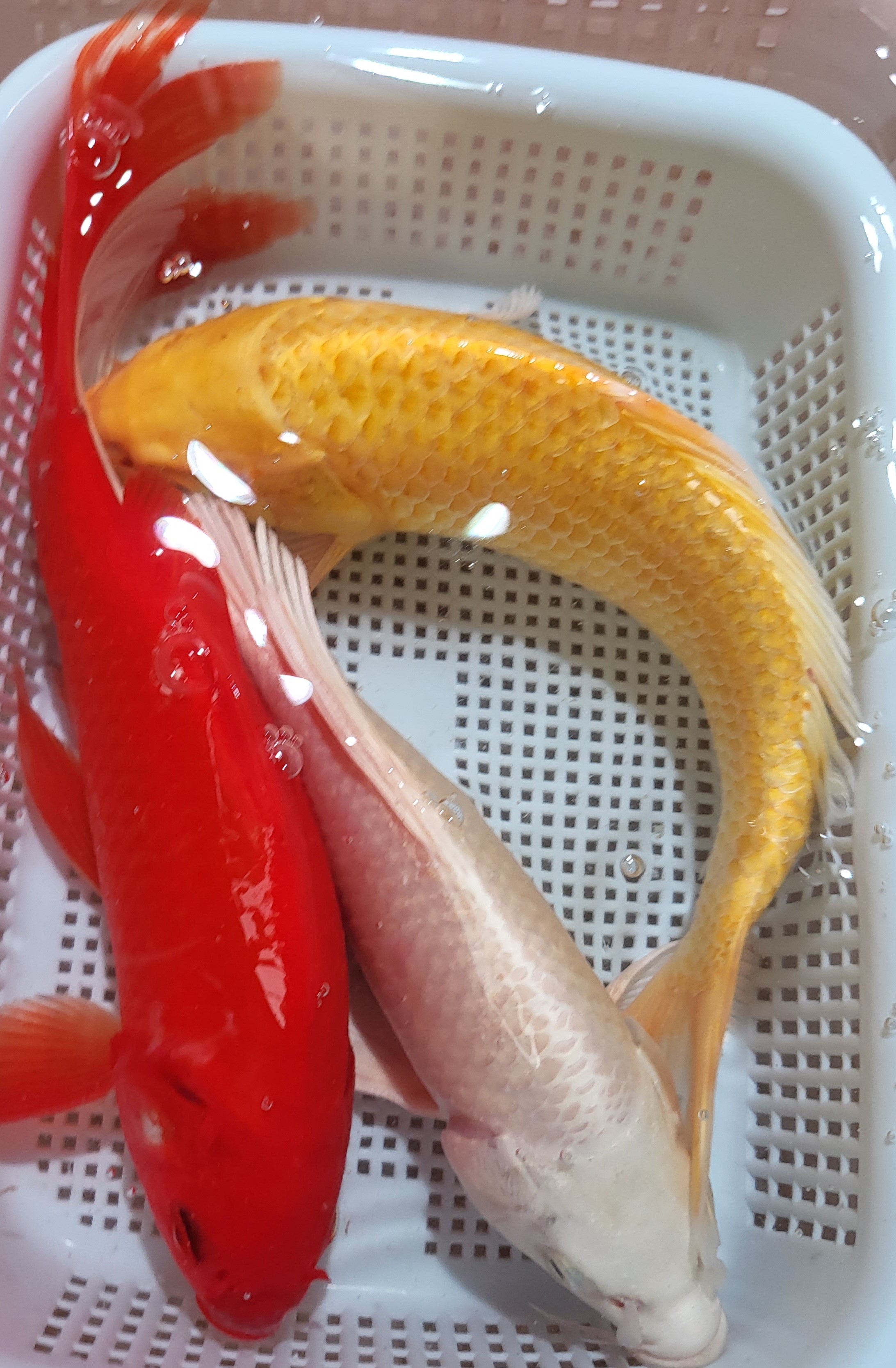 9号【黄黑白红15-17公分三条组合】冷水鱼 观赏鱼