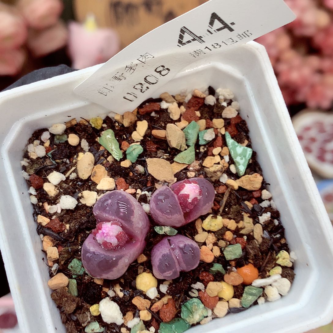 生石花满18包邮8-44