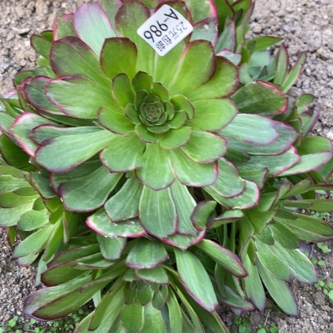 986孔雀翎满25包邮多肉