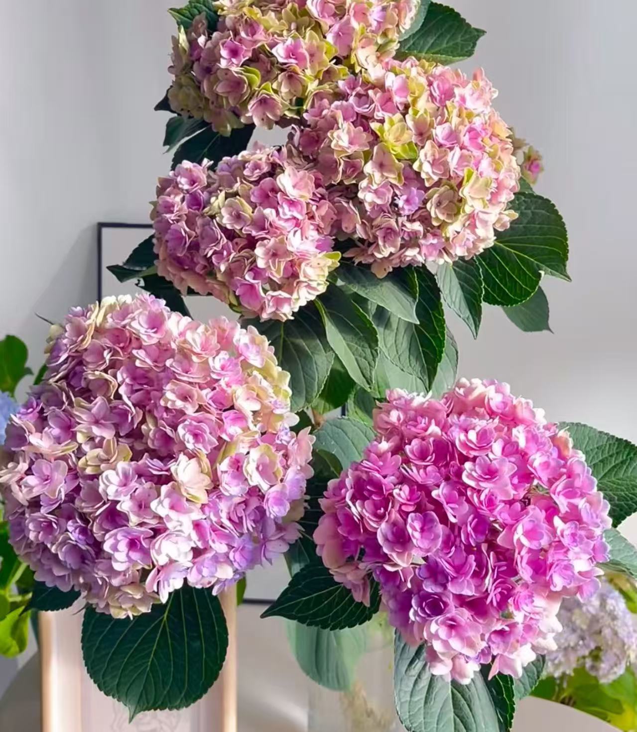 【李先生家】（太阳神殿）绣球花室内外懒人花卉