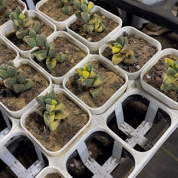 鹿角海棠锦带盆土发