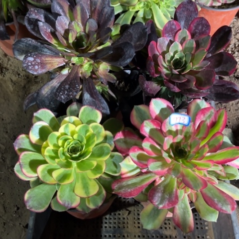 773多肉植物组合