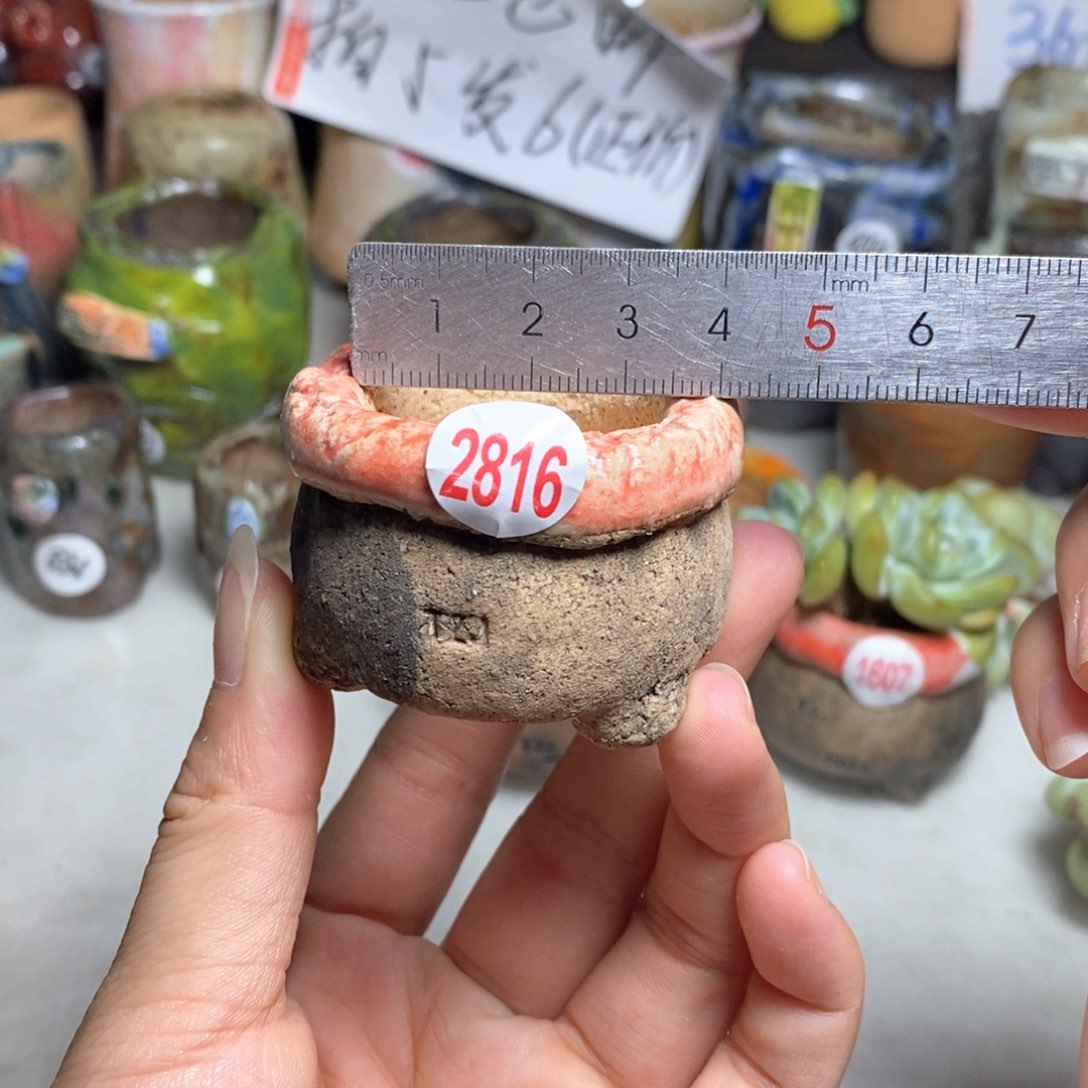 拍5送一个小礼物