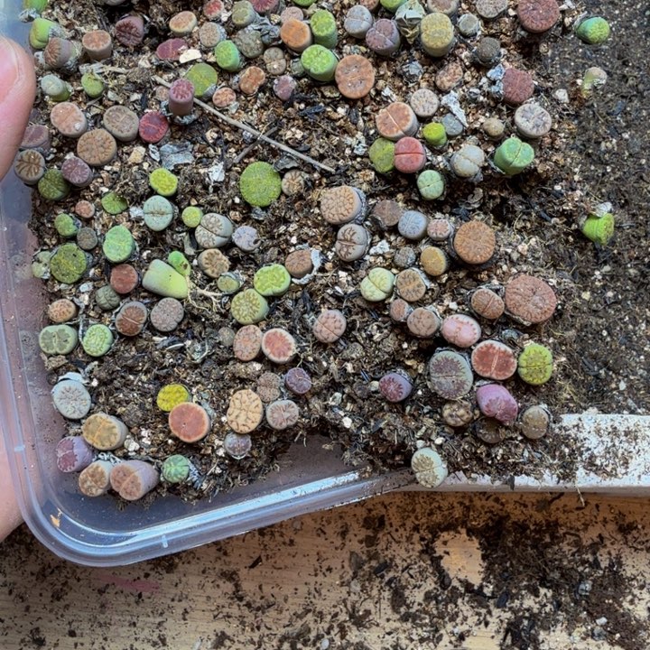 小***晴多肉植物的生长发育100