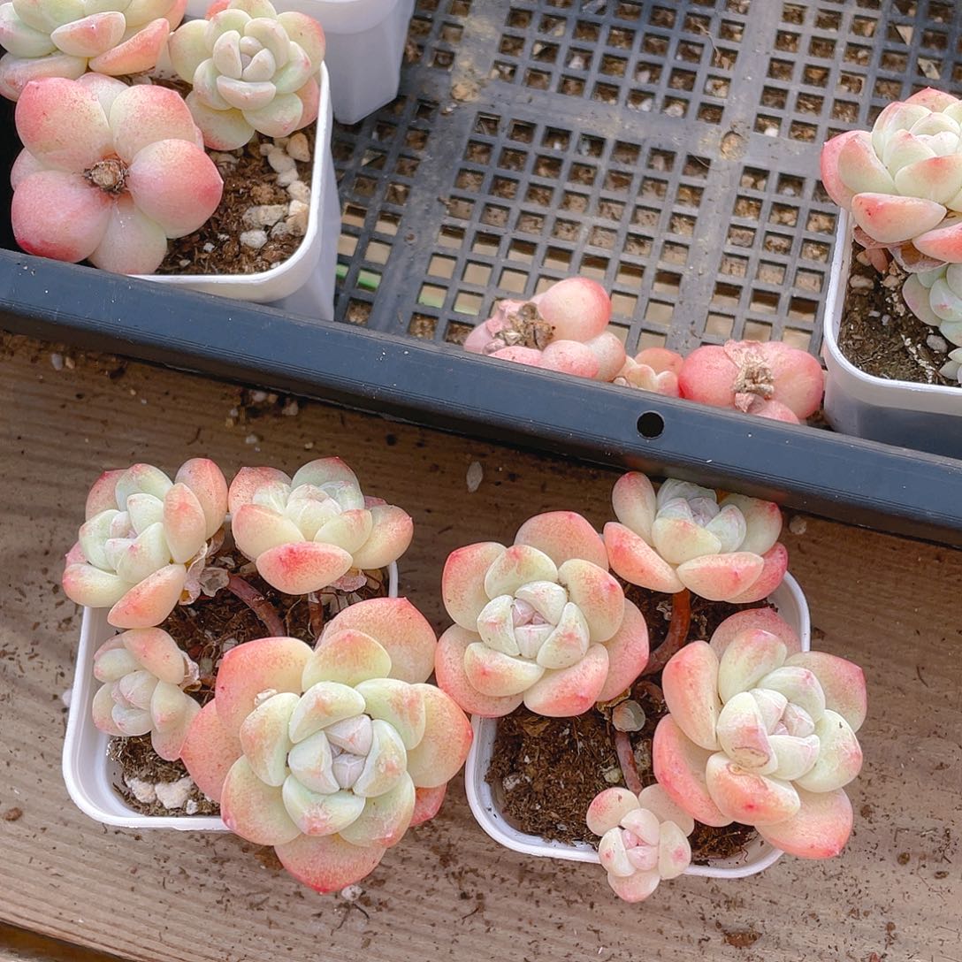 四头杆子冰玉不包整盆一个满25包邮