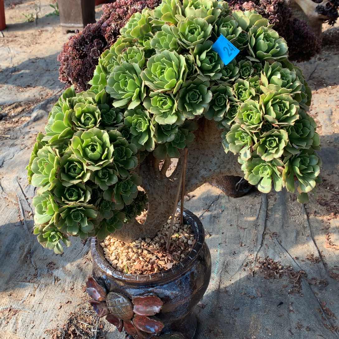 绿羊绒朵朵缀化一颗