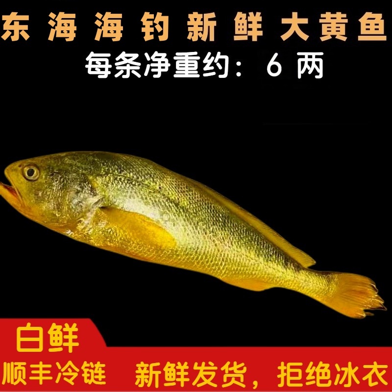 《东海码头》东海正宗海钓新鲜大黄鱼2条 保鲜 今日实价 6两/条
