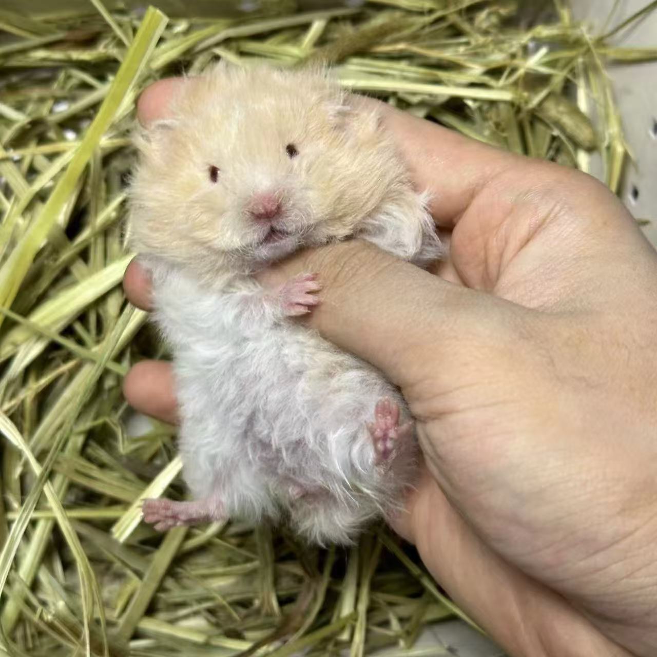 直播挑选家养波利卷毛金丝熊可爱宠物黑直毛蜜波火波黄波性格温顺