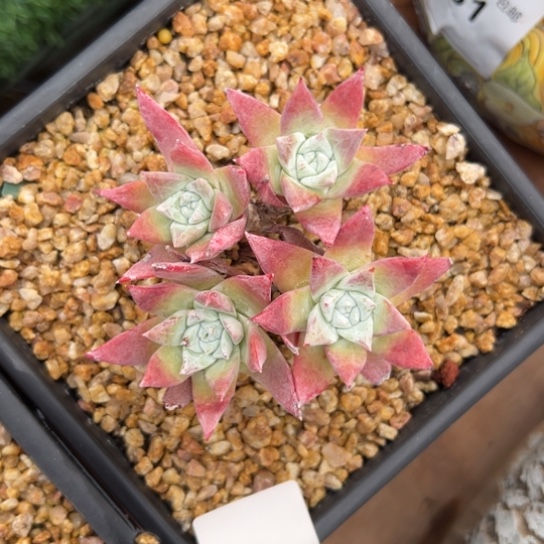 野砍法瑞～一物一拍0619多肉