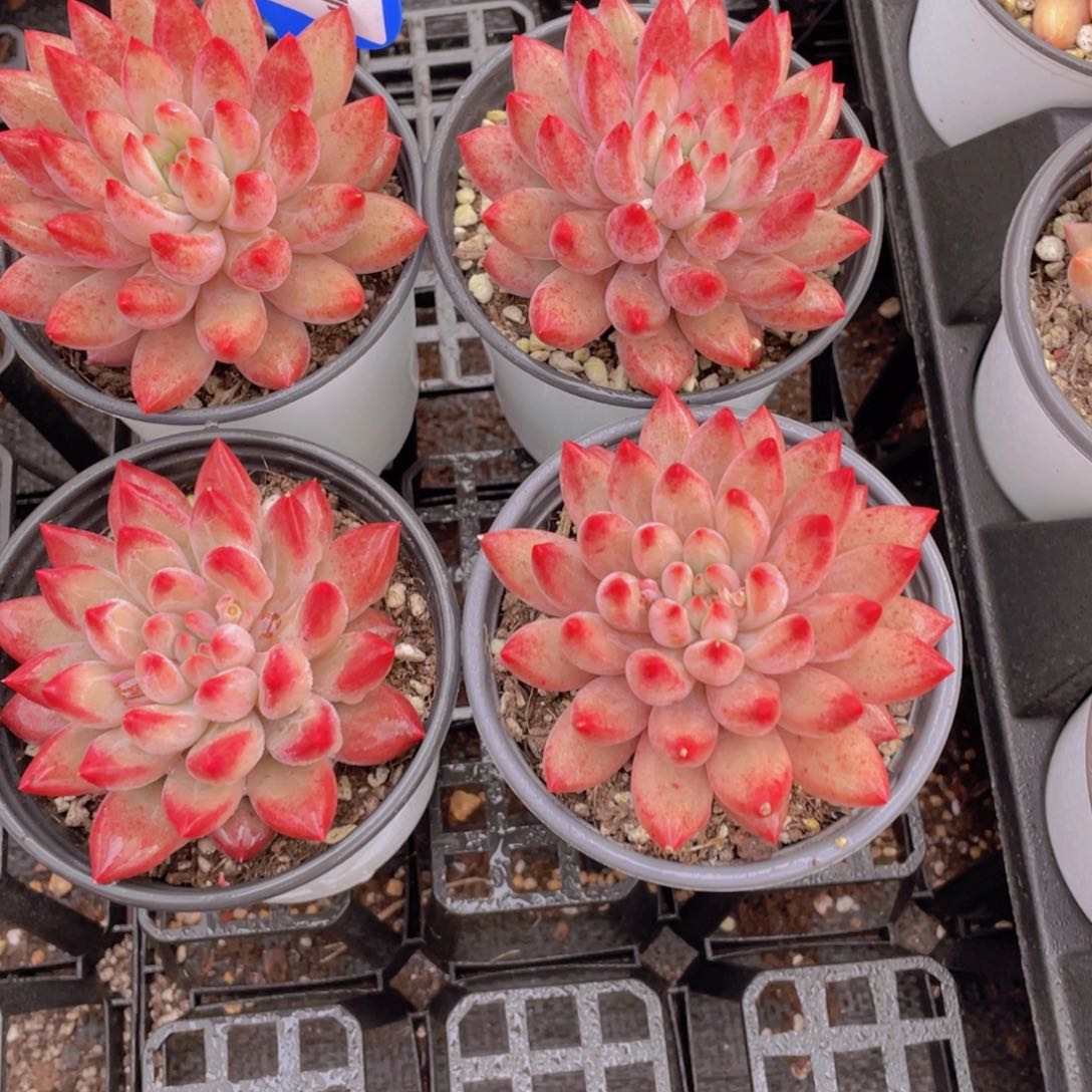 650号大单头母本虞美人大福利一个