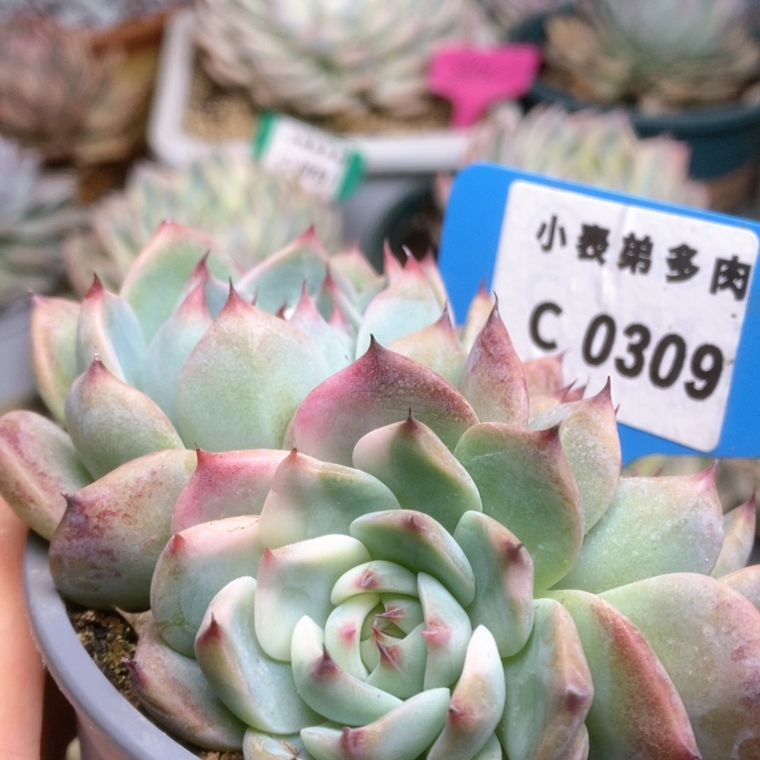 309锦锦锦锦锦锦锦