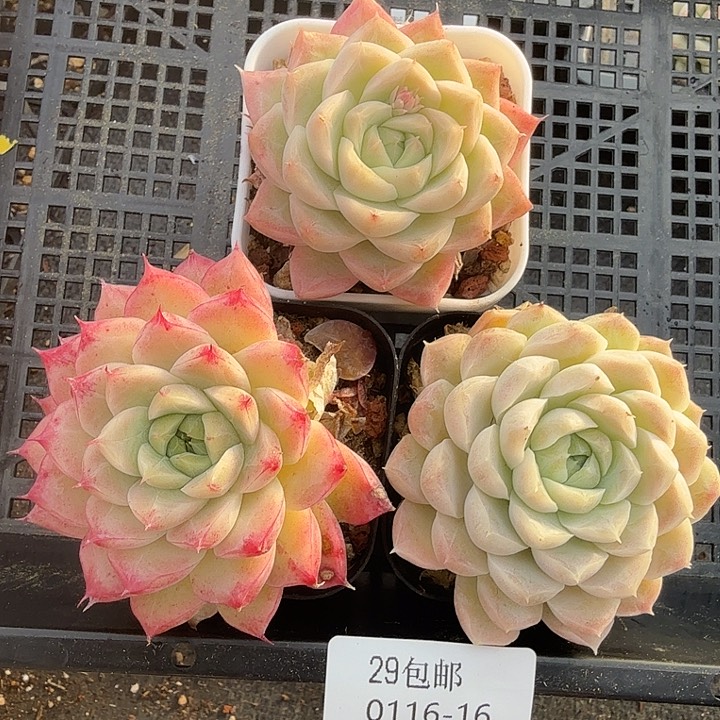 0116-16 麦秆优选三颗