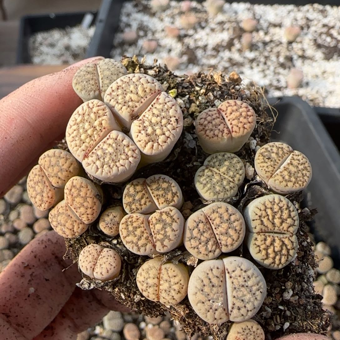 12.9爱萌多肉母本120朝贡福利8060