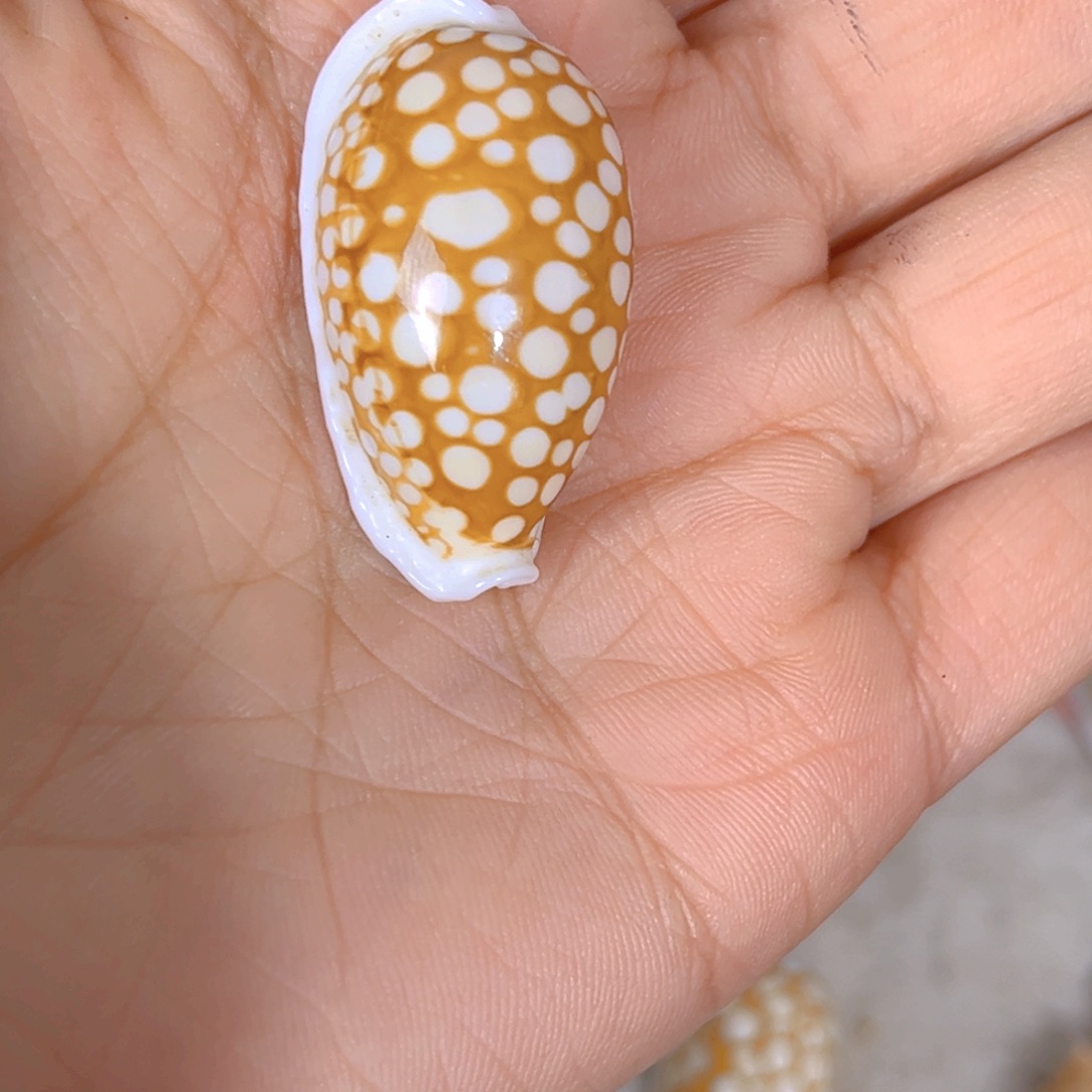 大理石磁石何***椛天然贝壳海螺批发零售