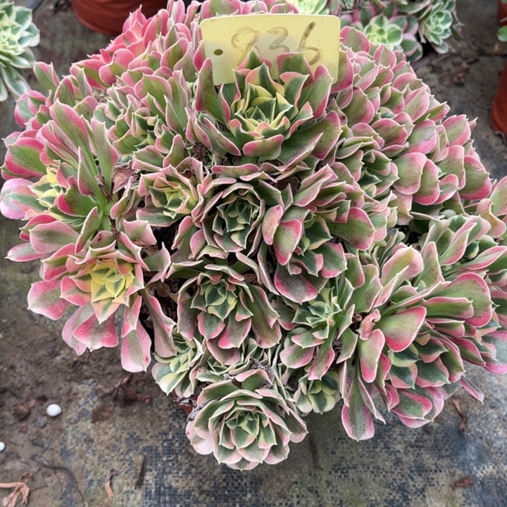 836白凤多肉一物一拍