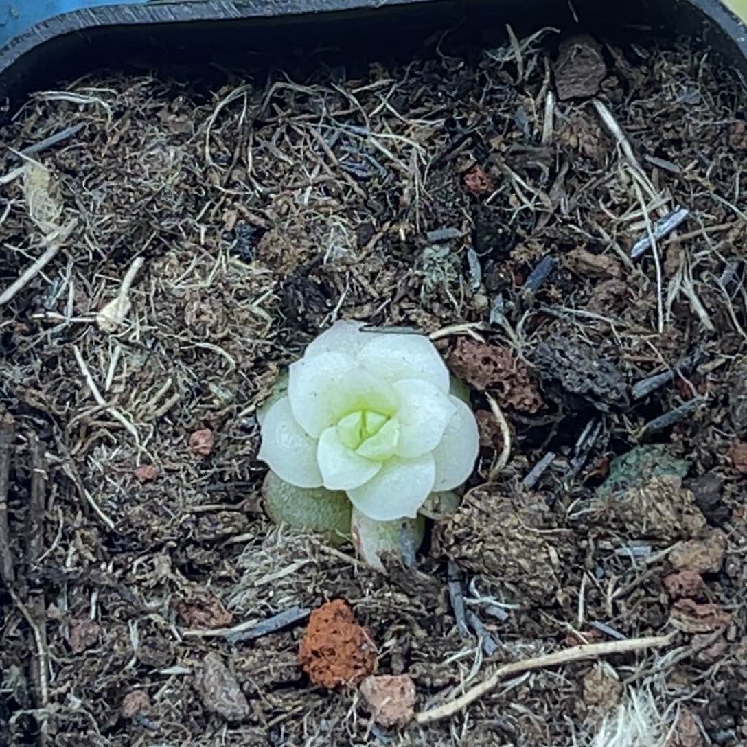 C11 福利 叶插苗 多肉植物