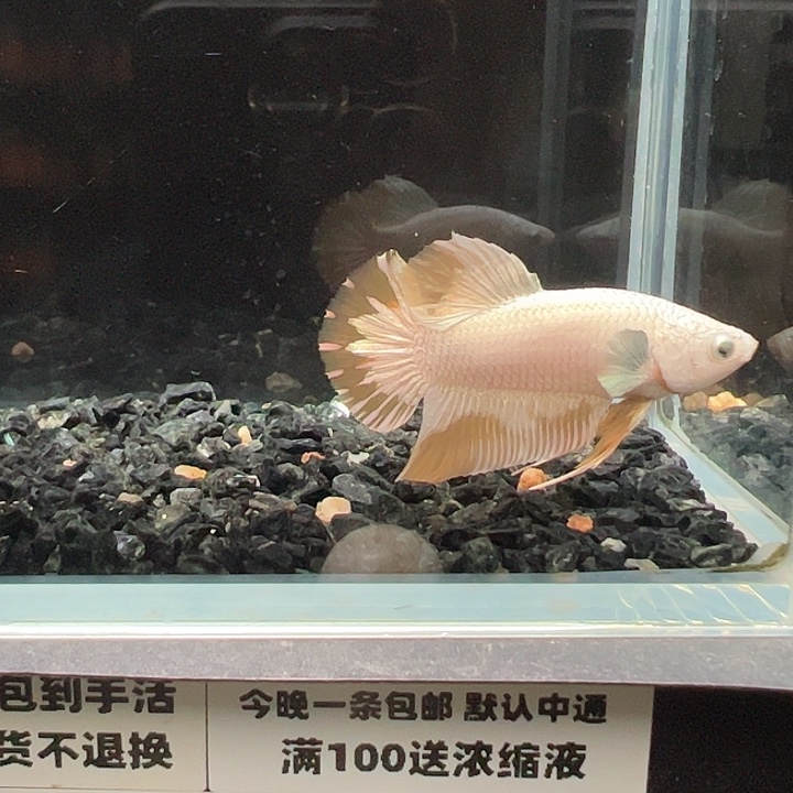 斗鱼跑单拉黑17日63