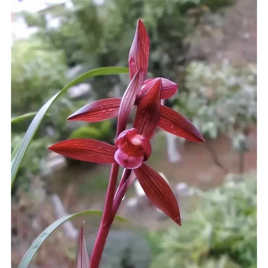醉红素-春兰艺草-硬化10个月-连体2苗-人工养殖