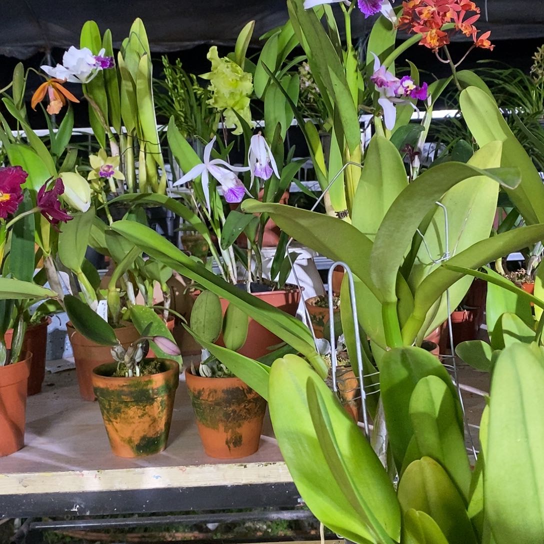 当前无花朵，栽培后可花朵黎*雪日盛