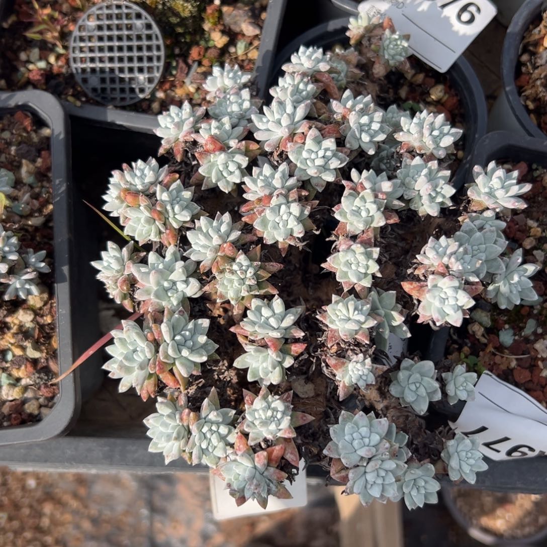 格诺玛白菊～一物一拍微瑕2617