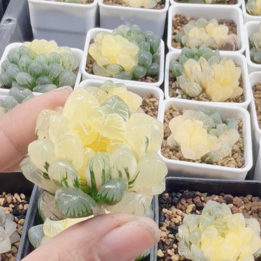 吉***喵无花朵十二卷实生冰灯锦