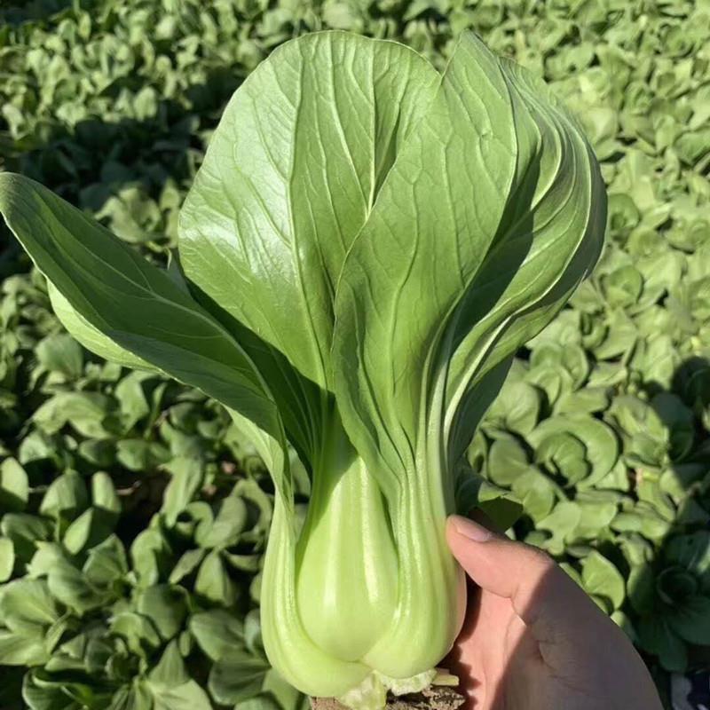 【满5包包邮】 上海青 青梗菜种子易种 阳台盆栽蔬菜种孑 