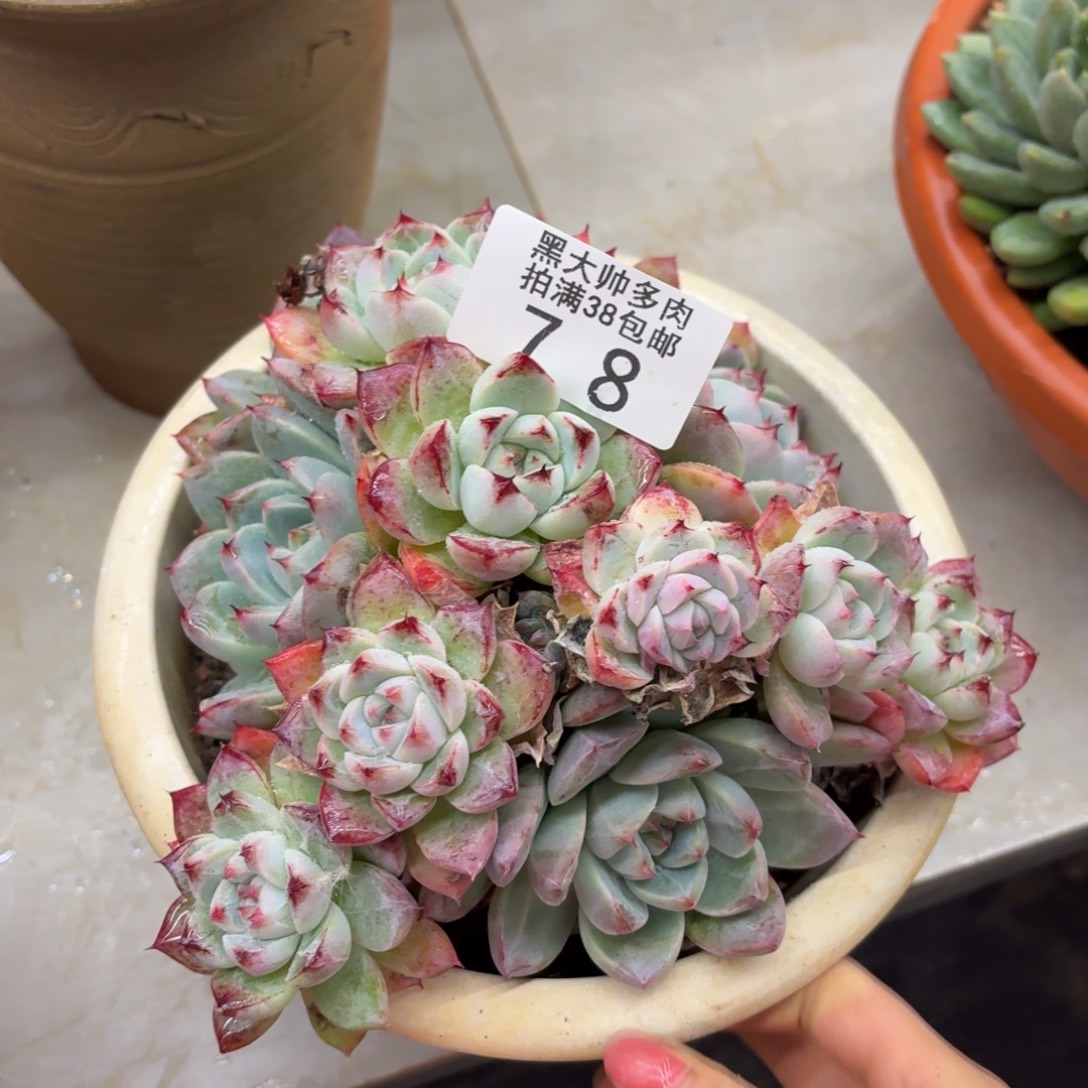 ****李黑大帅多肉78不知名