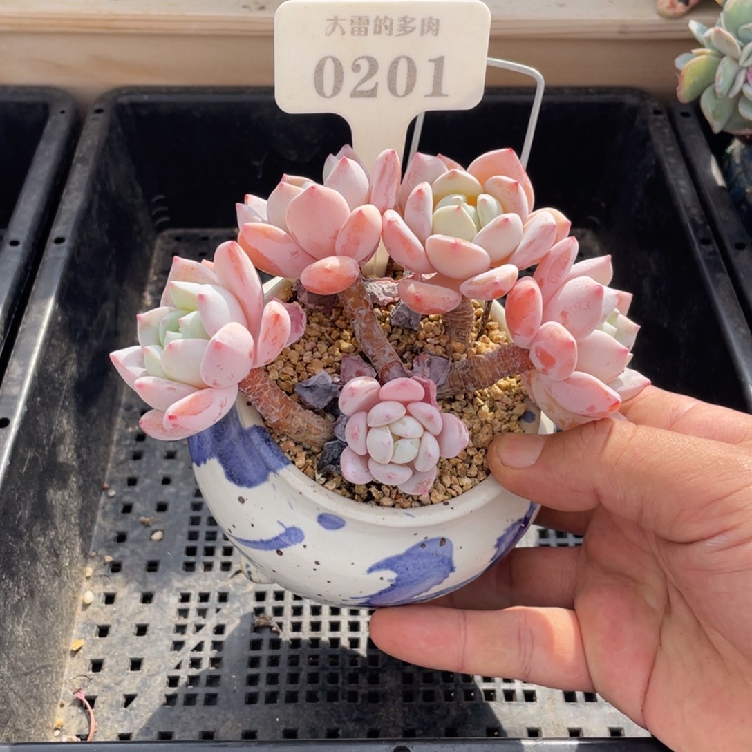 0201冷香不带盆13厘米