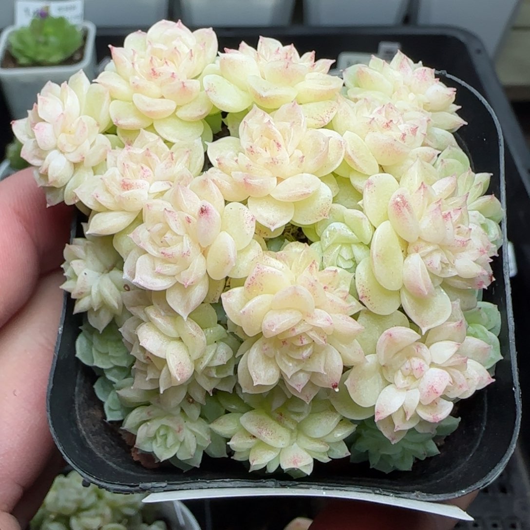 0123-160小脸花朵麦秆