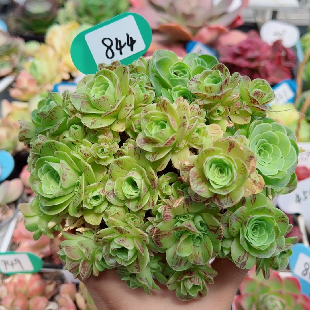 844枫灵绣球群。      