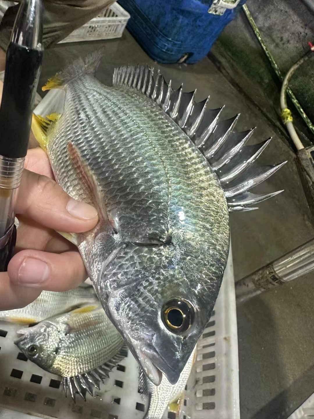 东山岛深海手钓黄翅鱼活冻
