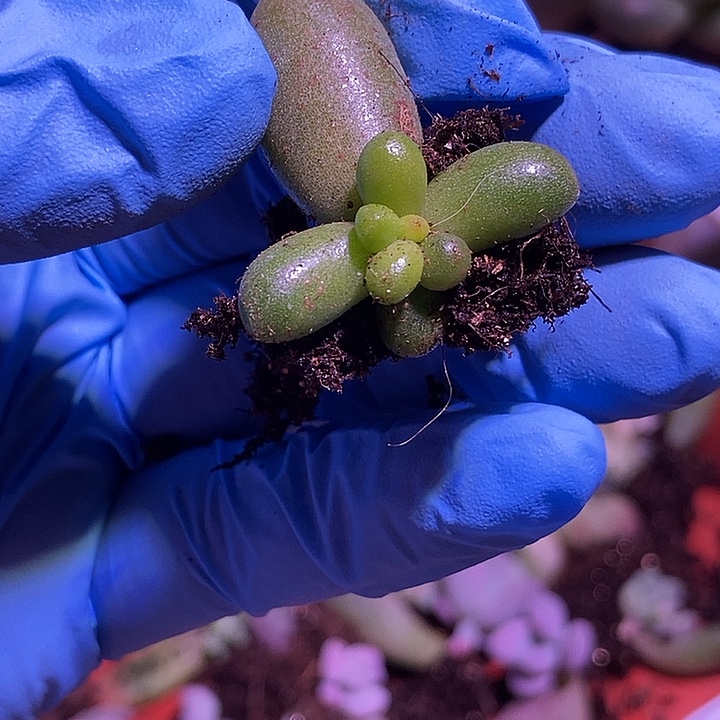 绿龟之卵锦基因多肉植物