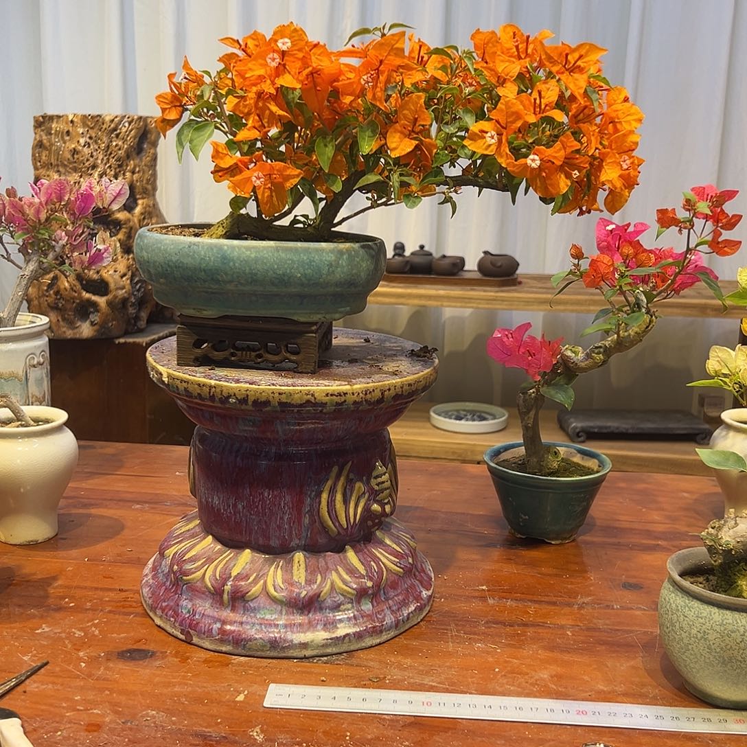 用***7完全开放三角梅一物一拍橙桑吧