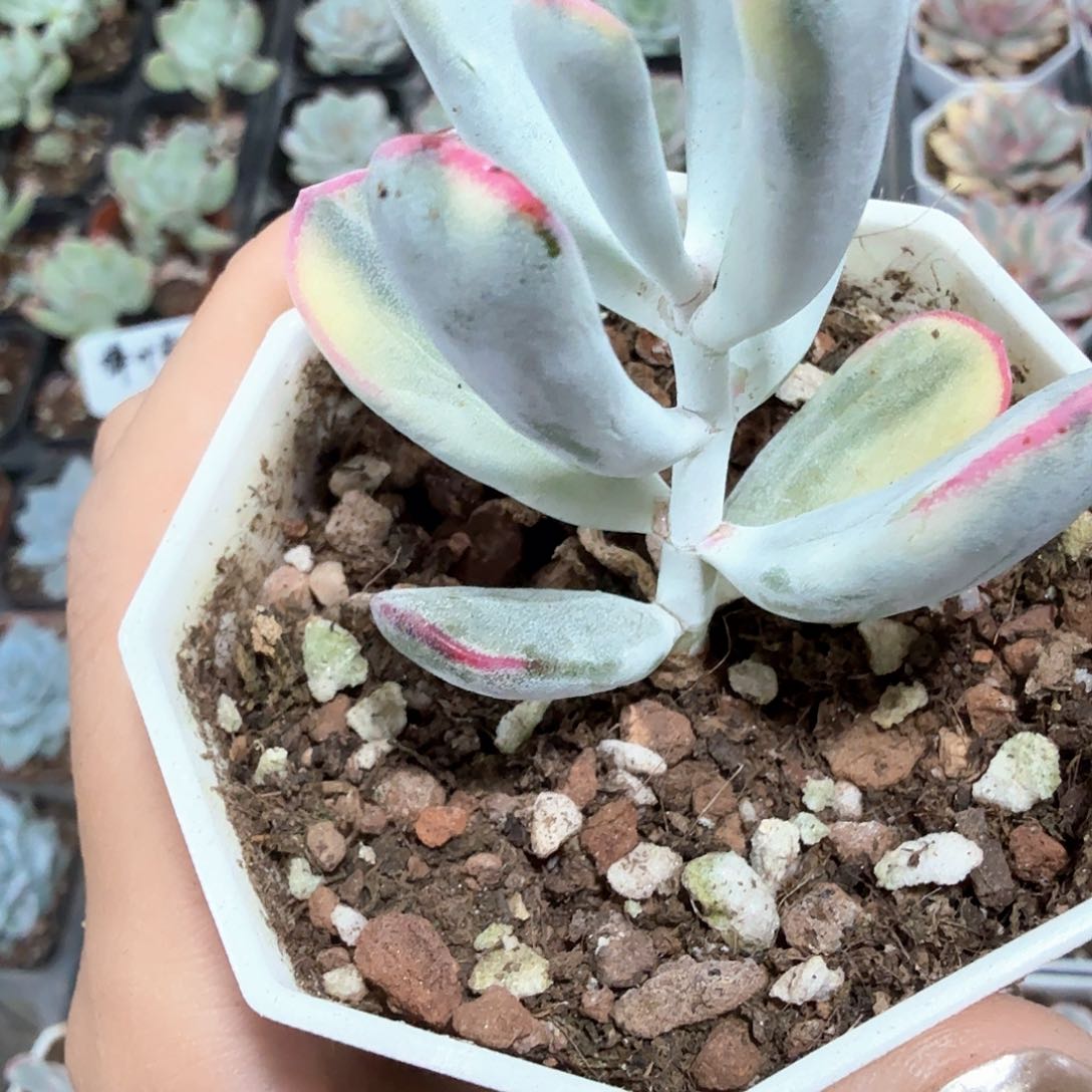 棒叶福娘锦多肉植物