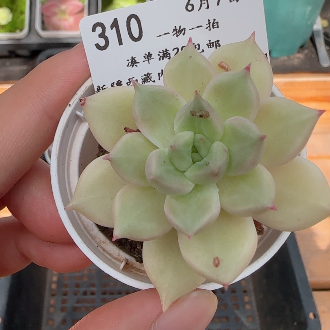 0607-310璀璨小老桩