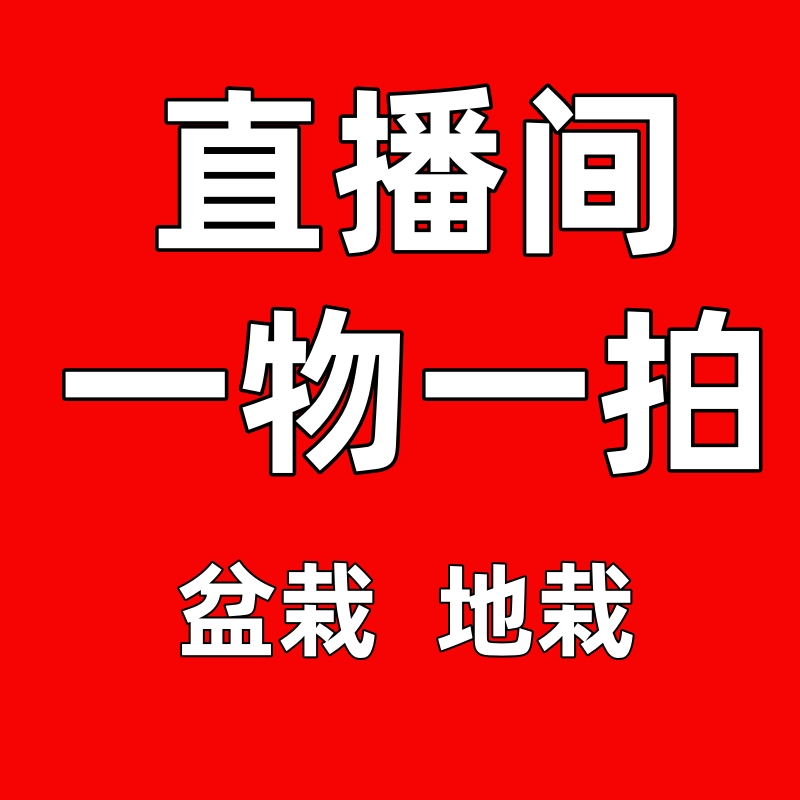 【直播间一物一拍】盆栽地栽南北方种植阳台庭院花卉绿植