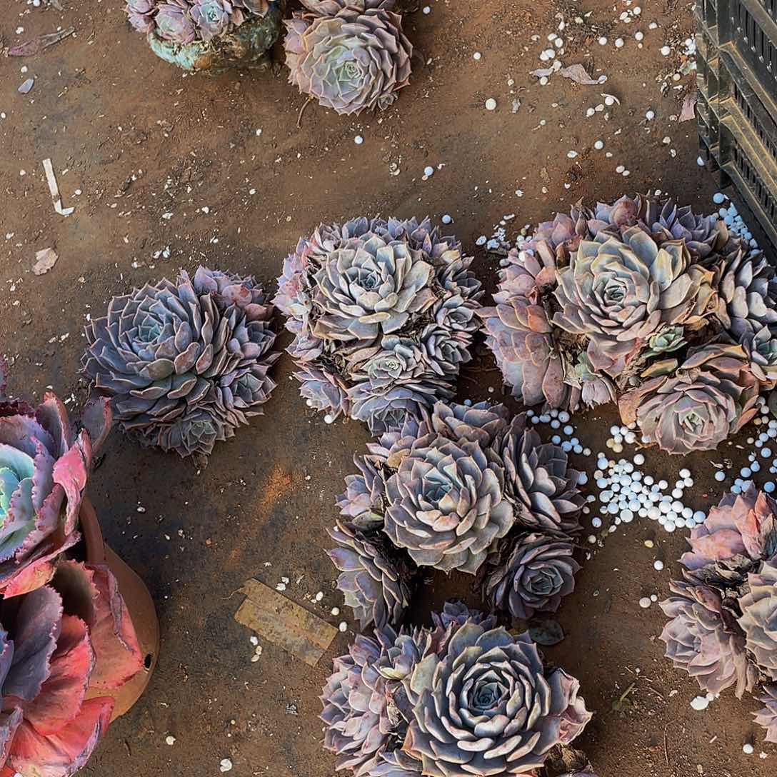 露西娜5颗组合90多肉群生，断头不售后