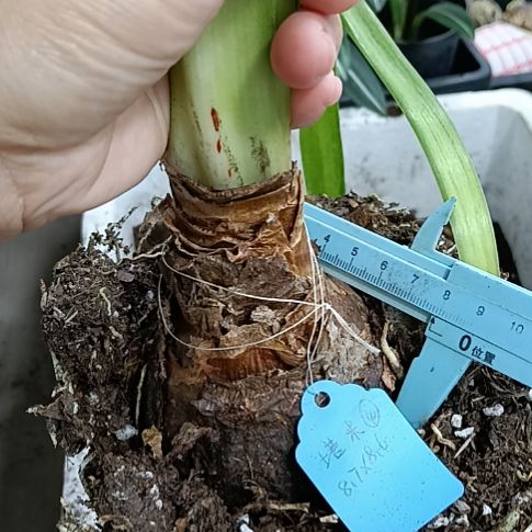 无花朵塔米塔克7+发一个